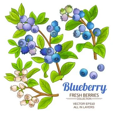 Blueberry plant vector Stock Illustration