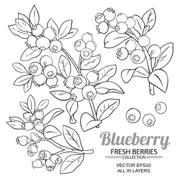 Blueberry plant vector Stock Illustration