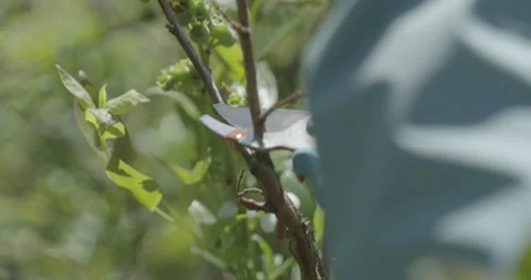Blueberry pruning, close up. raw 4K 스톡 동영상 229668317