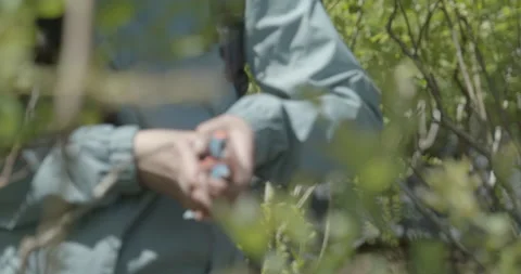 Blueberry pruning, close up. raw 4K 스톡 동영상 229724314