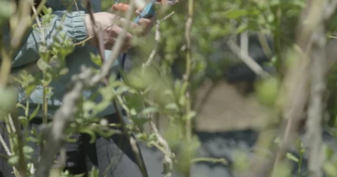 Blueberry pruning, close up. raw 4K 스톡 동영상 229724402
