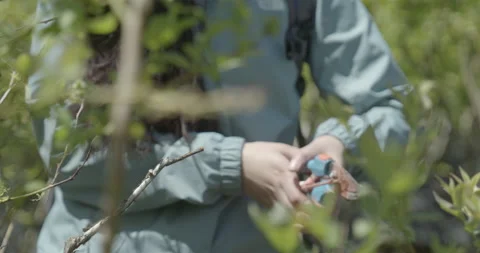 Blueberry pruning, close up. raw 4K 스톡 동영상 229724477