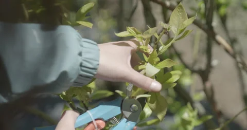 Blueberry pruning, close up. raw 4K 스톡 동영상 229724513