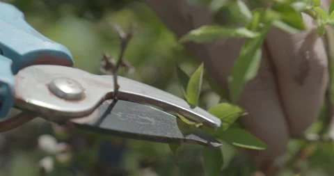 Blueberry pruning, close up. raw 4K 스톡 동영상 229725584