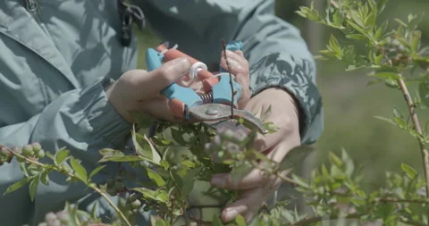 Blueberry pruning, close up. raw 4K 스톡 동영상 229725614