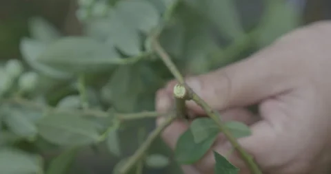 Blueberry pruning, close up. raw 4K Video stock 229726894