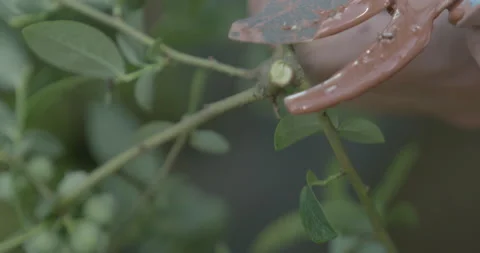 Blueberry pruning, close up. raw 4K Video stock 229726973