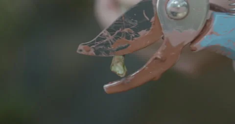 Blueberry pruning, close up. raw 4K Video stock 229726975