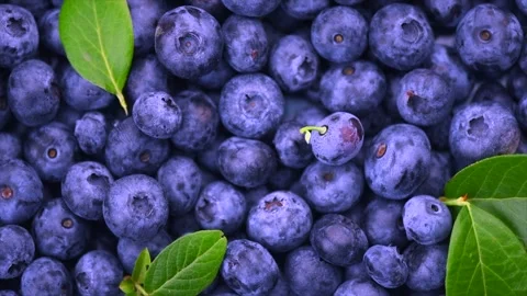 Blueberry rotating background top view. Fresh and ripe organic Blueberries Stock Footage 303859153