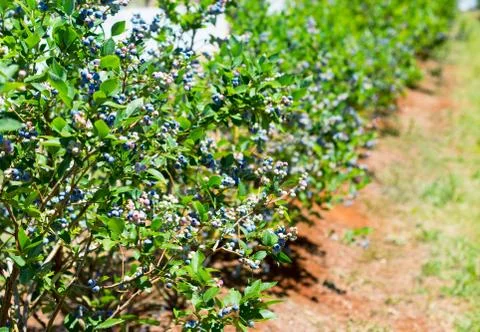 Blueberry row on the farm Stock Photos
