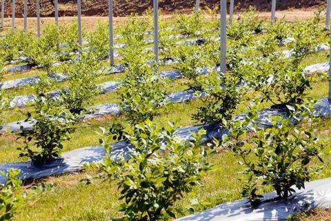 Blueberry seedlings Stock Photos