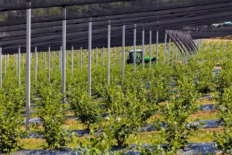 Blueberry seedlings Stock Photos