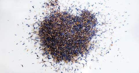 Blueberry Seeds, centaurea cyanus, Exploding on White Background Stock Photos