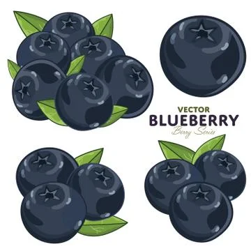 Blueberry Set, Vector. Stock Illustration