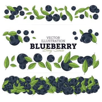 Blueberry Set, Vector. Stock Illustration