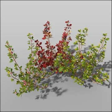 Blueberry shrub 3D Model
