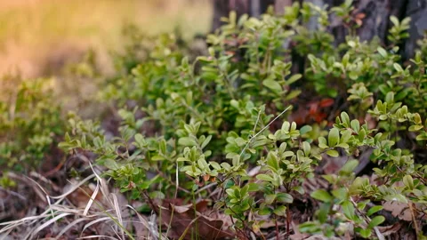 Blueberry shrub in the light of the setting sun,  close-up. Stock Footage 194957440