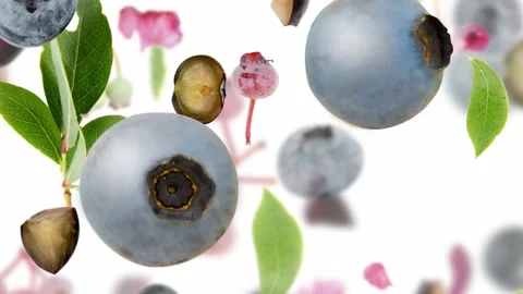 Blueberry Slice and Leaf Collection Stock Footage 197784688