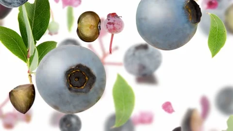 Blueberry Slice and Leaf Collection Video stock 202001113