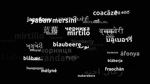 Blueberry Translated in 52 Worldwide Languages Endless Looping 3d Zooming Wor Video stock 145196910