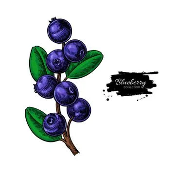 Blueberry vector drawing. Isolated berry branch  on white backgr Stock Illustration