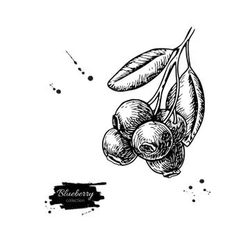 Blueberry vector drawing. Isolated hand drawn berry branch on wh Stock Illustration