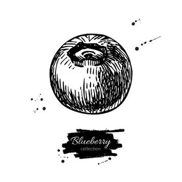 Blueberry vector drawing. Isolated hand drawn berry on white bac Stock Illustration