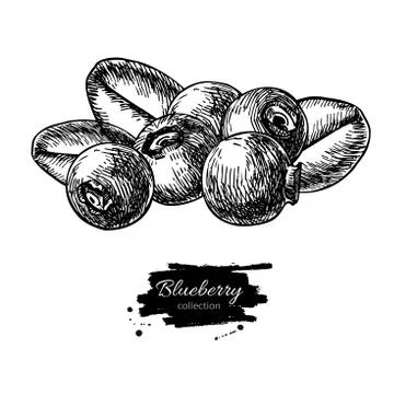 Blueberry vector drawing. Isolated hand drawn berry heap on whit Stock Illustration