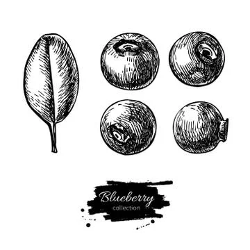 Blueberry vector drawing set. Isolated hand drawn berry and leaf on white b.. Stock Illustration