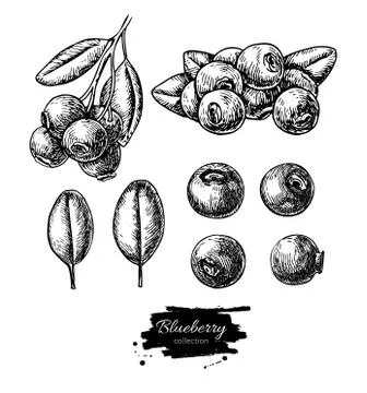 Blueberry vector drawing set. Isolated hand drawn berry, heap, branch and l.. Stock Illustration