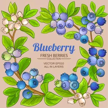 Blueberry vector frame Stock Illustration