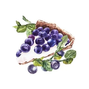 Blueberry. Watercolor botanical illustration. Hand drawn watercolor painting Stock Illustration