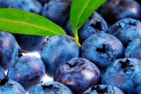 Blueberrys with leaf  on white background. Stock Photos
