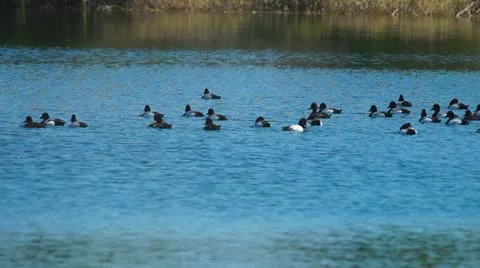 Bluebill Ducks Florida Stock-Footage 22103990