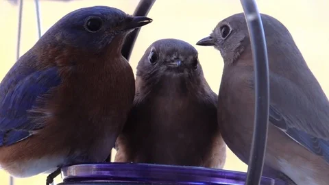 Bluebird close up eating at a feeder Stock Footage 103118513