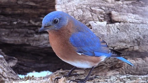 Bluebird close up eating on a log in forest Stock Footage 103117353