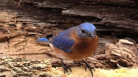 Bluebird close up eating on tree stump Stock Footage 103116790