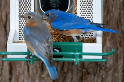 Bluebird Couple Stockfoto's