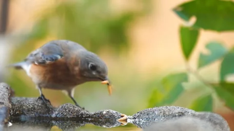 Bluebird Eating Worm Stock Footage 46938167