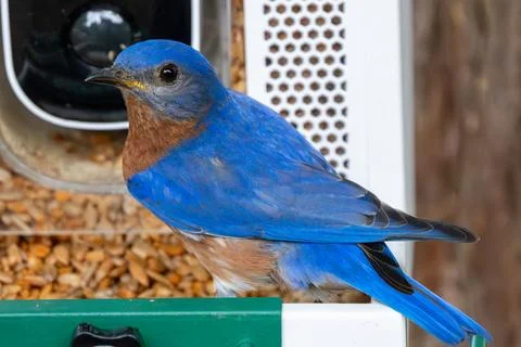 Bluebird Feeding 库存照片