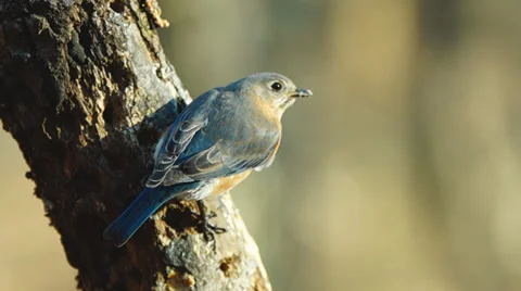 Bluebird Female Stock Footage 34172978