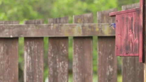 A bluebird flying out of a red birdhouse Stock Footage 308317804