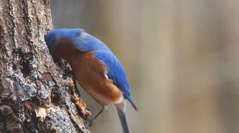 Bluebird Видео 34395599