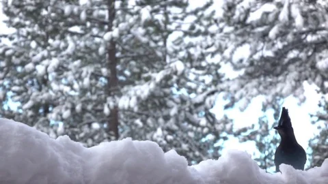 Bluebird Stock Footage 74639543