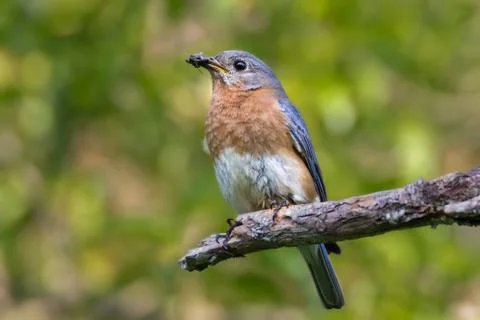 Bluebird with Insect Stock Photos