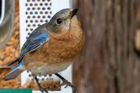 Bluebird Looking Upwards. Stock Photos