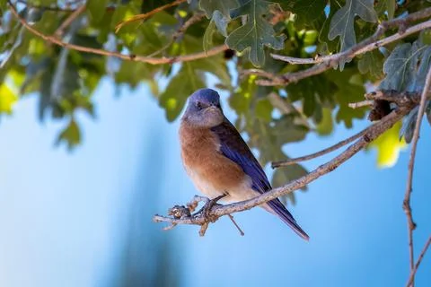The bluebird or also called the eastern bleubird sitting on a tree branch Stock Photos