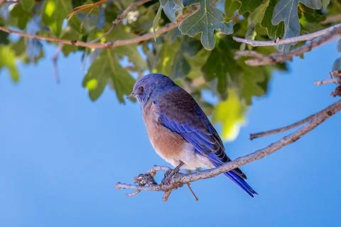 The bluebird or also called the eastern bleubird sitting on a tree branch Stock Photos