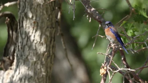 Bluebird perched on branch of oak tree flies away Stock Footage 233836780