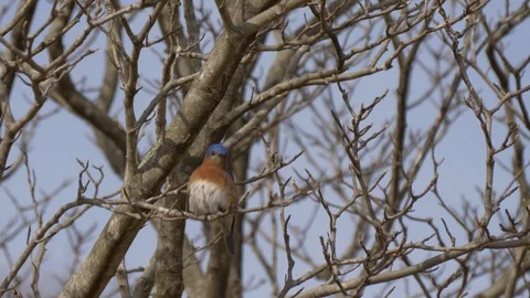 Bluebird perches in a tree 4K Stock Footage 103047054